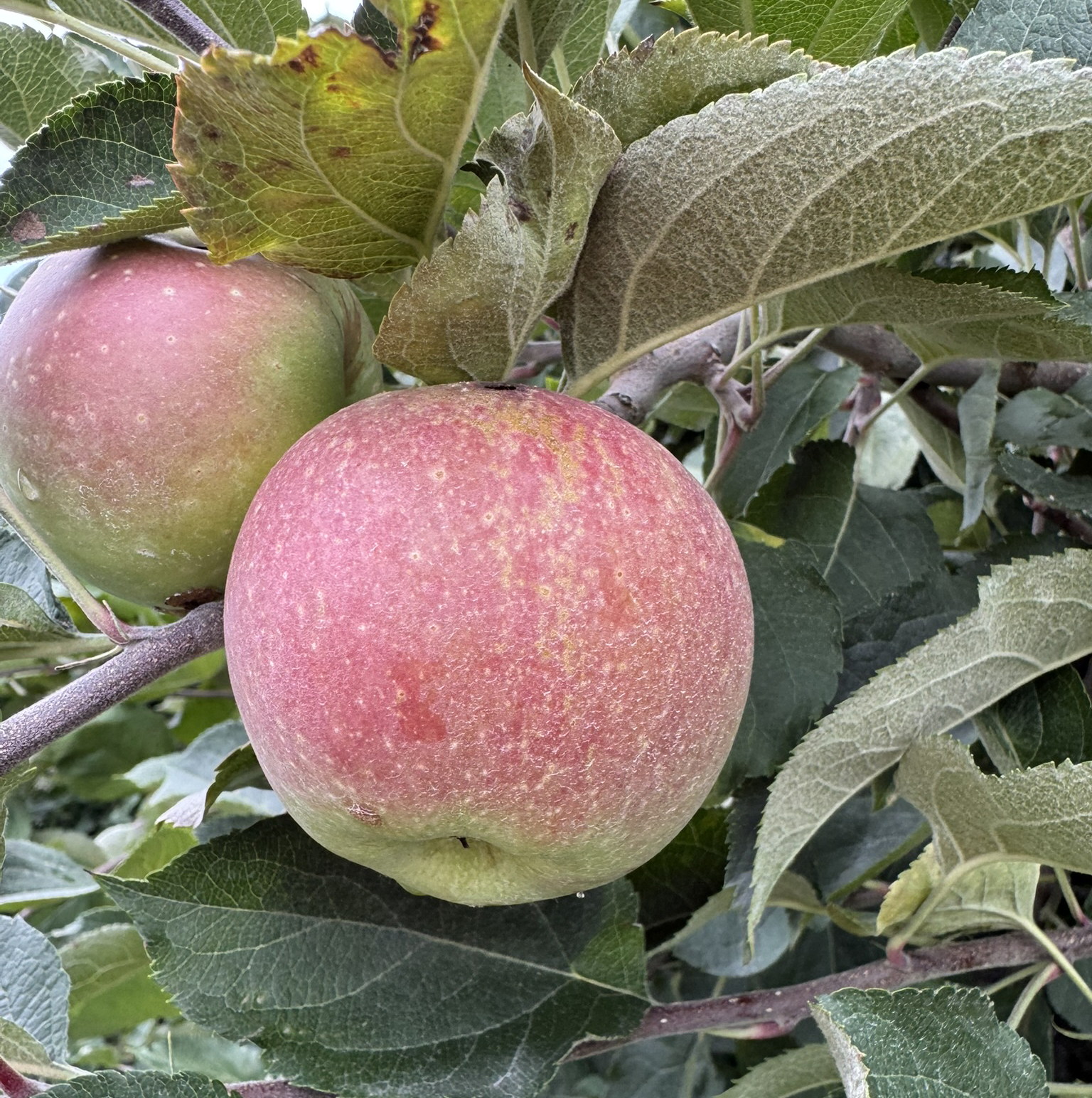 Apple_Winesap_Westview_August31_2026 (1).JPEG